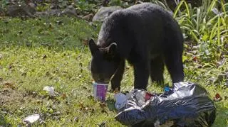 Wychodzą do ludzi w poszukiwaniu pozywienia