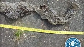 Wylinka węża nad Wisłą (Animal Rescue Polska/Służba Ochrony i Ratownictwa Zwierząt)