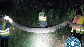 Wylinka węża nad Wisłą (Animal Rescue Polska/Służba Ochrony i Ratownictwa Zwierząt)