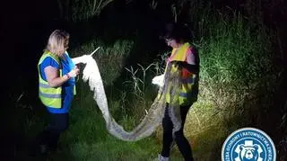 Wylinka węża nad Wisłą (Animal Rescue Polska/Służba Ochrony i Ratownictwa Zwierząt)