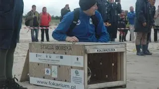 Wypuścili cztery foki do Bałtyku (Paweł Średziński/WWF Polska)