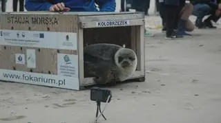 Wypuścili cztery foki do Bałtyku (Paweł Średziński/WWF Polska)