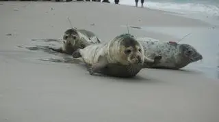 Wypuścili cztery foki do Bałtyku (Paweł Średziński/WWF Polska)