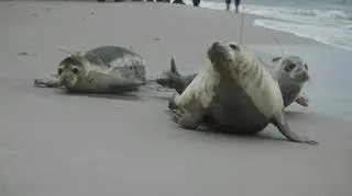 Wypuścili cztery foki do Bałtyku (Paweł Średziński/WWF Polska)