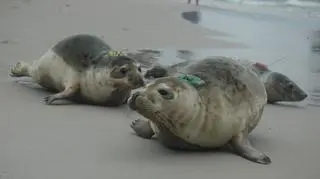 Wypuścili cztery foki do Bałtyku (Paweł Średziński/WWF Polska)