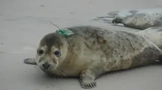 Wypuścili cztery foki do Bałtyku (Paweł Średziński/WWF Polska)