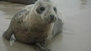 Wypuścili cztery foki do Bałtyku (Paweł Średziński/WWF Polska)
