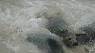 Wypuścili cztery foki do Bałtyku (Paweł Średziński/WWF Polska)