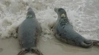 Wypuścili cztery foki do Bałtyku (Paweł Średziński/WWF Polska)