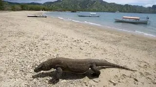 Wyspa Komodo (PAP/EPA)