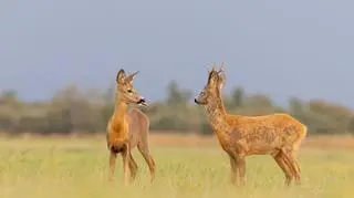 Za późno Koziołku, za późno (Alvin Tarkmees/Comedy Wildlife Photography Awards 2020)
