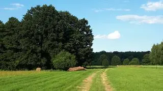 Zagajnik w Budach Grabskich w Puszczy Bolimowskiej (Arleta Unton-Pyziołek)