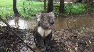 Zagubiony koala w Australii (fot.: Russell Latter)