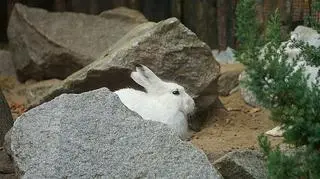 Zające bielaki we wrocławskim zoo (Zoo Wrocław)