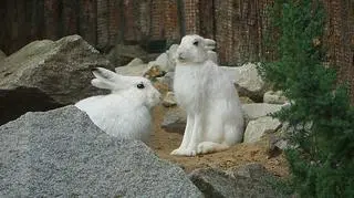 Zające bielaki we wrocławskim zoo (Zoo Wrocław)