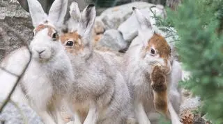 Zające bielaki we wrocławskim zoo (Zoo Wrocław)