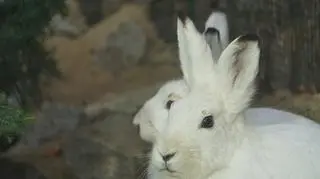 Zające bielaki we wrocławskim zoo (Zoo Wrocław)