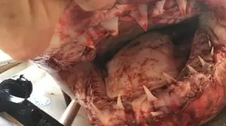 Zakrwawione szczęki rekina (źródło: Marine Rescue NSW/ facebook)