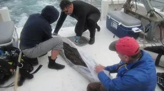 Załadunek drzewa (Brian Helmuth/NOAA)