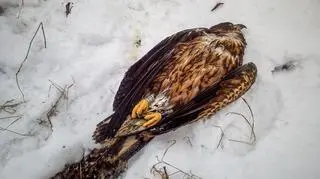 Zamarznięty bielik znalazł schronienie u leśników (Eugeniusz Samiła, Nadleśnictwo Giżycko)   