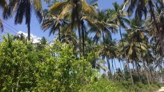 Zanzibar oczami Omeny
