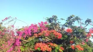 Zanzibar oczami Omeny