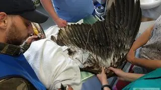 Zatruty bielik walczy o życie