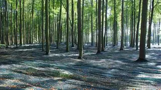 Zbiór nasion buka w Puszczy Bukowej pod Szczecinem (Kenraiz/Wikimedia - CC BY-SA 3