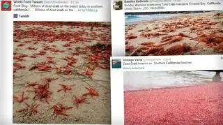 Zdjęcia pełnych skorupiaków plaż obiegły portale społecznościowe