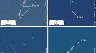 Zdjęcia satelitarne waleni (fluke - płetka ogonowa, flipper - płetwa grzbietowa)