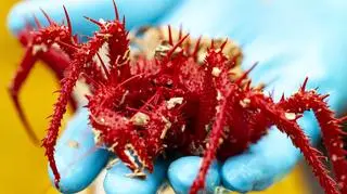 Zdjęcie Neolithodes bronwynae (Faser Johnston)