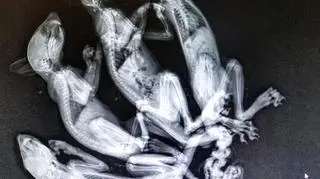 Zdjęcie rentgenowskie wiewiórek (Kensington Bird and Animal Hospital)