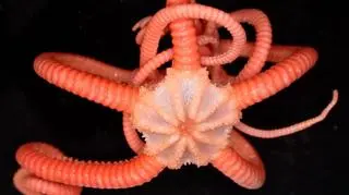 Zdjęcie wężowidła (Gorgonocephalidae sp.) u wybrzeży Tasmanii (CSIRO)
