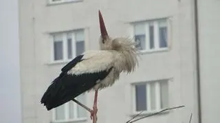 Zgodnie z prawem niszczenie gniazd bocianów białych jest zakazane