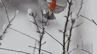 "Zimowe akrobacje" - I miejsce w kategorii: Fauna i flora 