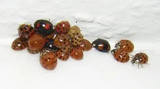 Zimująca kolonia biedronek azjatyckich (FritzG/CC BY 2.5)