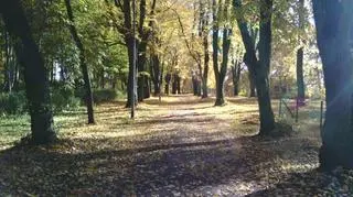Złota polska jesień