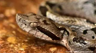 Żmija Bothrops monsignifer (Trond Larsen)