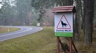 Znaki "uwaga wilki" zamontowane w Nadleśnictwie Wymiarki
