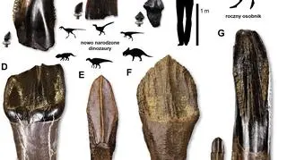 Znalezione zęby siedmiu gatunków dinozaurów wraz z porównaniem wielkości osobników do dorosłego człowieka (autor: Patrick Druckenmiller)