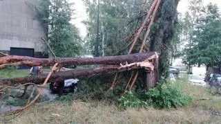 Zniszczenia po burzy w Olsztynie (Arkadiusz/Kontakt 24)