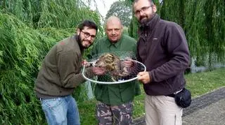 Żółw jaszczurowaty schwytany w Kutnie