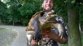 Żółw jaszczurowaty schwytany w Kutnie