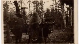 Żubry - zdjęcie zrobione w latach 30-tych XX w./zsl.bialowieza.lasy.pl