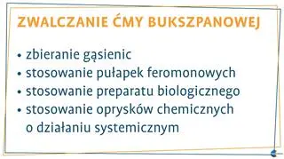 Zwalczanie ćmy buszkpanowej