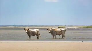 Zwierzęta miały wielkie szczęście (Paula D. O'Mally)