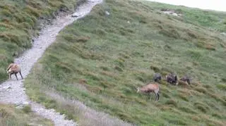 Zwierzęta napotkane w Tatrach (Kontakt24/Agnieszka i Grzegorz)