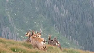 Zwierzęta napotkane w Tatrach (Kontakt24/Agnieszka i Grzegorz)