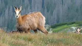 Zwierzęta napotkane w Tatrach (Kontakt24/Agnieszka i Grzegorz)