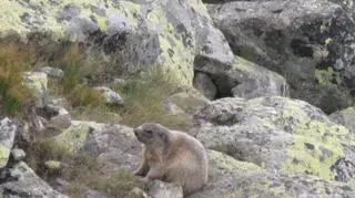 Zwierzęta napotkane w Tatrach (Kontakt24/Agnieszka i Grzegorz)